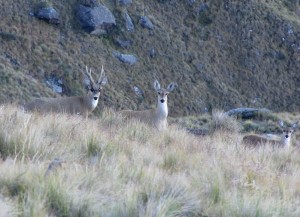 Tarucas en PN Campo de Los Alisos