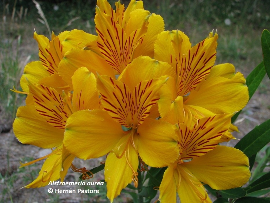 Alstroemeria aurea (amancay, liuto, cascabel - ) | SIB, Parques Nacionales,  Argentina