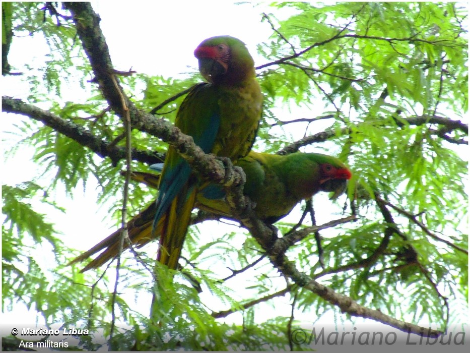indebære Apparatet en lille Ara militaris (Guacamayo Verde - Military Macaw) | SIB, Parques Nacionales,  Argentina