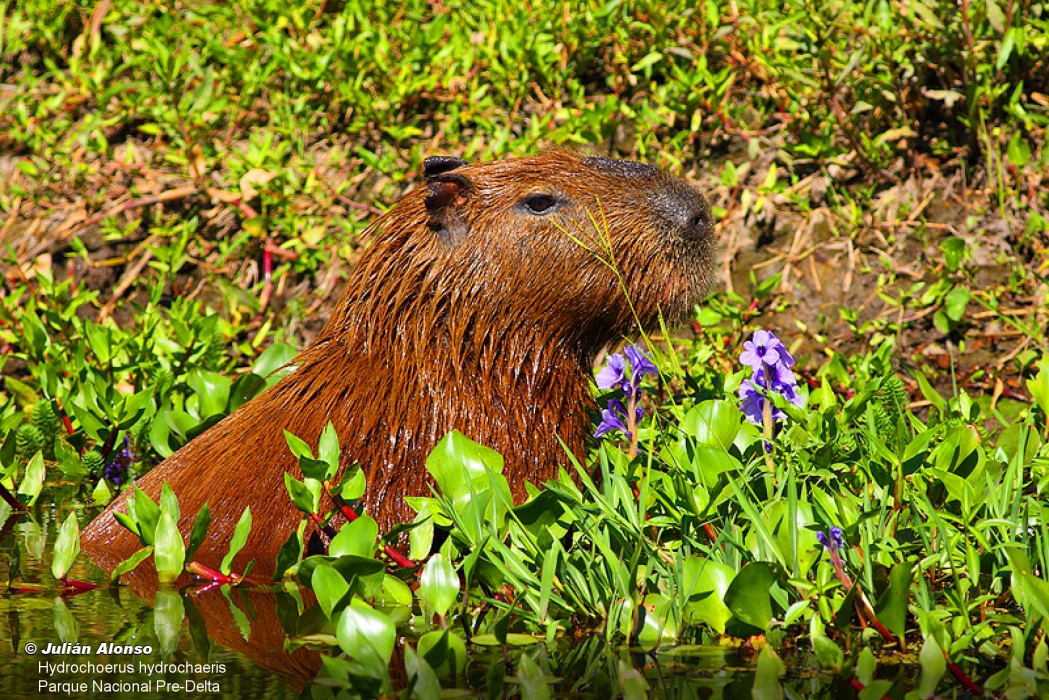 Hydrochoerus hydrochaeris (carpincho, capibara - Capybara) | SIB, Parques  Nacionales, Argentina