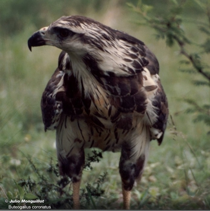 Buteogallus coronatus (Águila Chaqueña, Águila Coronada - Chaco Eagle,  Crowned Solitary Eagle) | SIB, Parques Nacionales, Argentina