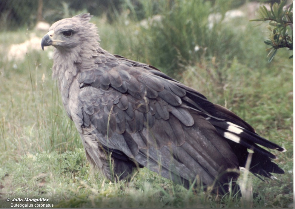 Buteogallus coronatus (Águila Chaqueña, Águila Coronada - Chaco Eagle,  Crowned Solitary Eagle) | SIB, Parques Nacionales, Argentina