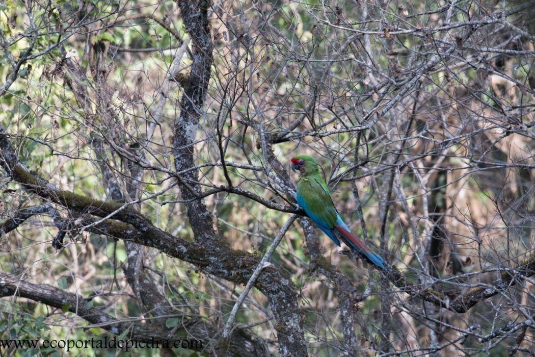 Ara militaris (Guacamayo Verde - Macaw) | SIB, Argentina