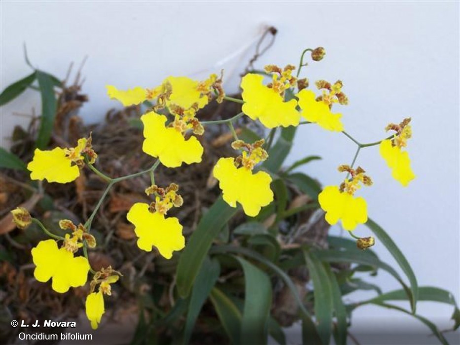Oncidium bifolium (flor del aire, flor de patito - ) | SIB, Parques  Nacionales, Argentina