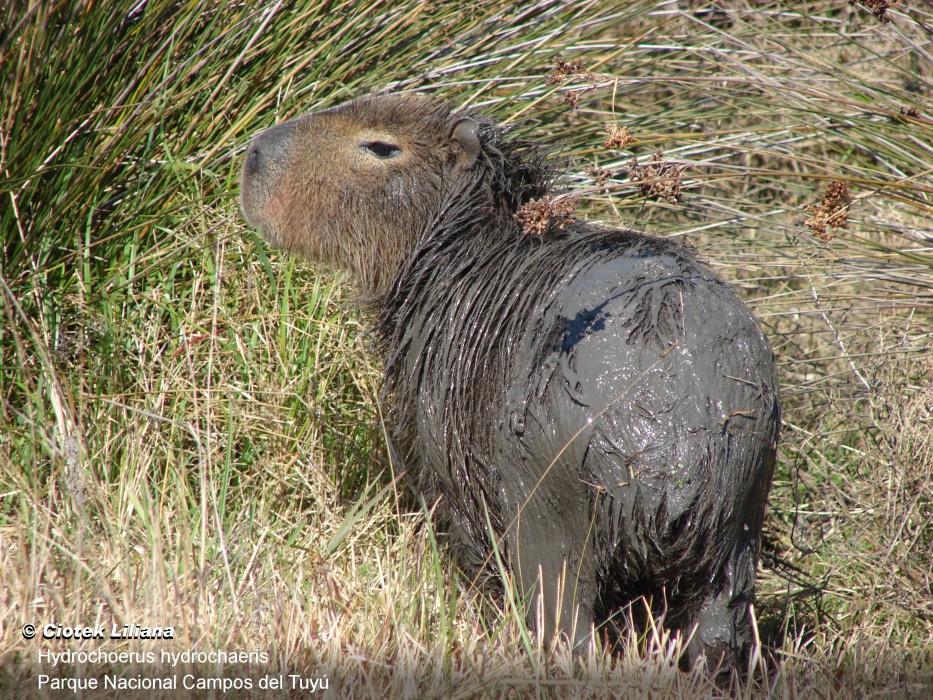 Hydrochoerus hydrochaeris (carpincho, capibara - Capybara) | SIB, Parques  Nacionales, Argentina