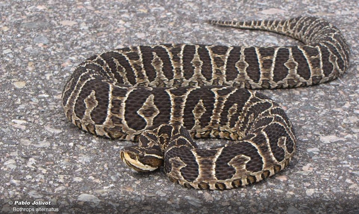 Bothrops alternatus (Yarará grande, Víbora de la cruz, Viborón - ) | SIB, Parques Nacionales, Argentina