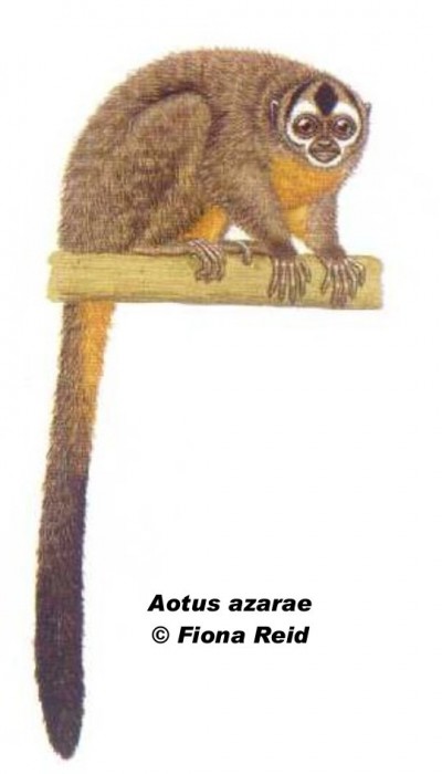Aotus azarae mirikiná - Azara´s Night Monkey) SIB, Parques Nacionales, Argentina