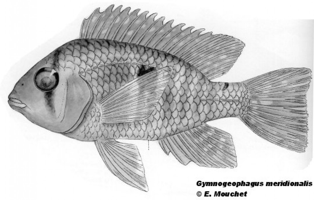 MZUSP 28461 Ho!otype of Gymnogeophagus meridionalis sp. n., SL = 80.3 mm.