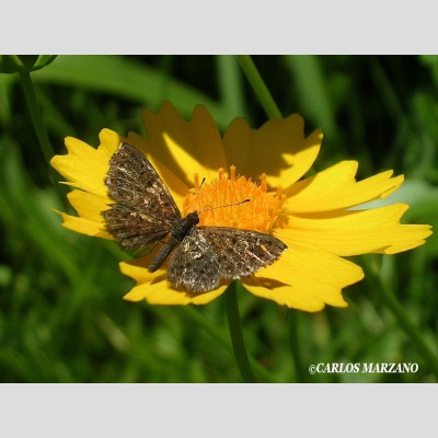 Adelotypa tinea (falsa polilla ) SIB, Parques Nacionales, Argentina