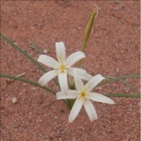 Hieronymiella clidanthoides