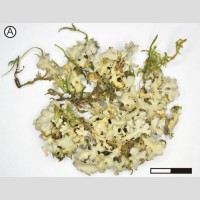 Pseudocyphellaria pluvialis