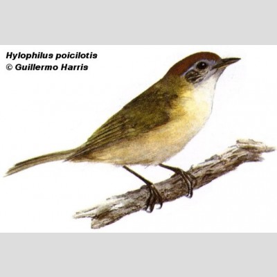 Hylophilus poicilotis