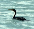 Phalacrocorax atriceps