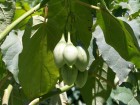 Solanum betaceum