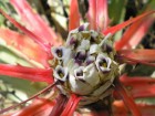 Bromelia serra