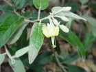 Sarcotoxicum salicifolium