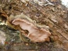 Phellinus apiahynus