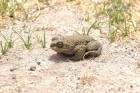 Rhinella spinulosa