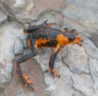 Melanophryniscus rubriventris