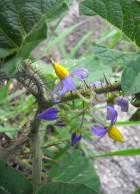 Solanum palinacanthum