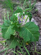 Solanum palinacanthum