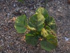 Solanum palinacanthum