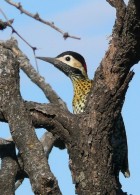 Colaptes melanochloros