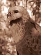 Busarellus nigricollis