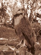 Busarellus nigricollis