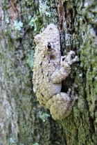 Scinax acuminatus