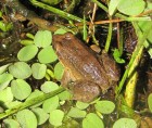 Leptodactylus podicipinus