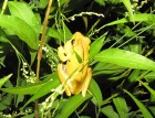 Boana raniceps