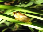 Dendropsophus sanborni