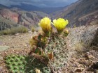 Opuntia sulphurea