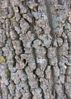 Aspidosperma quebracho-blanco