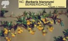 Berberis hieronymi