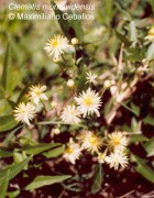 Clematis montevidensis