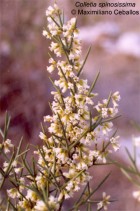 Colletia spinosissima