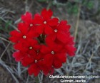Glandularia peruviana