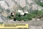 Hysterionica dianthifolia