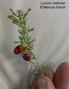 Lycium chilense