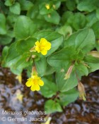 Mimulus glabratus