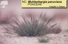 Muhlenbergia peruviana