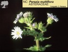 Perezia multiflora