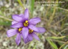 Sisyrinchium chilense