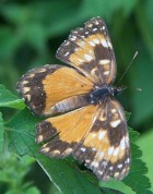 Chlosyne lacinia