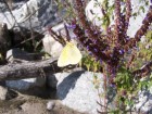 Colias lesbia