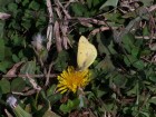 Colias lesbia