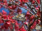 Danaus erippus