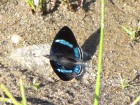 Diaethria neglecta